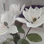 Iris Deluxe 1 קאבאלה